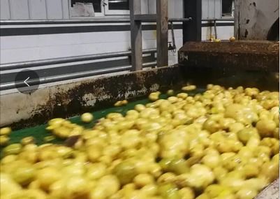 春季開工背景下 馬鈴薯淀粉與工程陶粒價格走勢分析